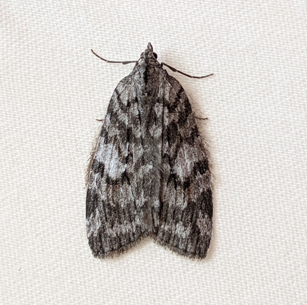 Hydriomena manzanita