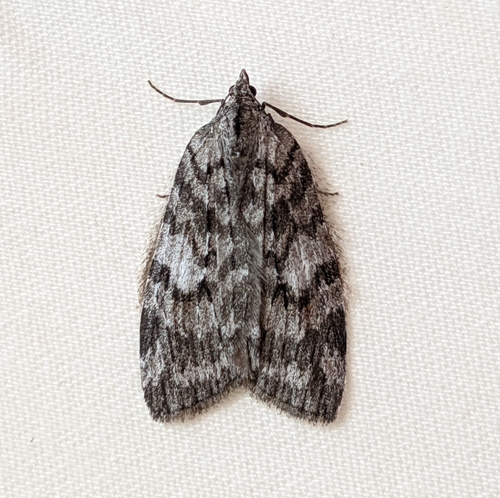 Hydriomena manzanita