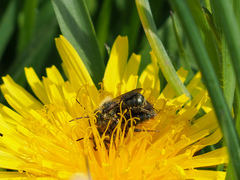 Osmia caerulescens