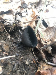 Urnula