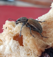 Naupactus verecundus