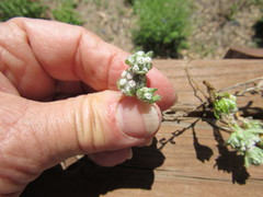 Diaperia verna verna