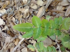 Berberis swaseyi
