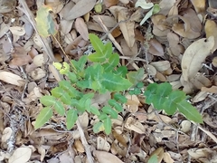 Berberis swaseyi