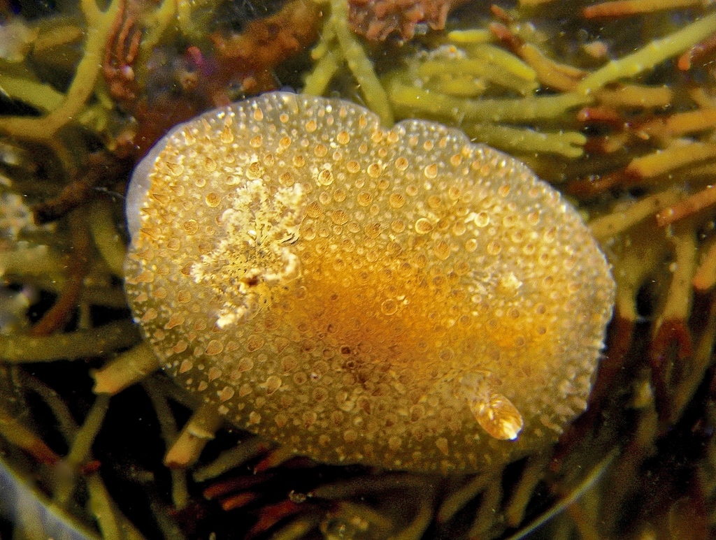 Acanthodoris nanega
