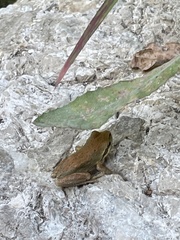 Pseudacris hypochondriaca