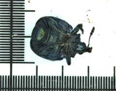 Pterocolus ovatus image