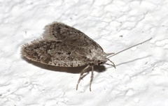Semioscopis