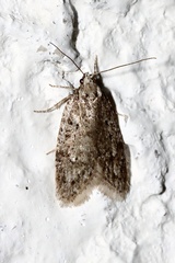 Semioscopis