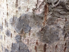 Pseudosagedia cestrensis