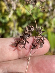 Lygodium palmatum image