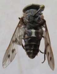 Poeciloderas quadripunctatus