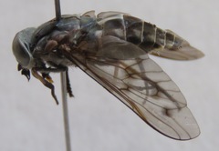 Poeciloderas quadripunctatus