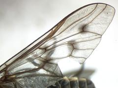 Poeciloderas quadripunctatus