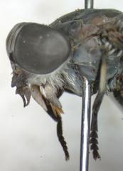 Poeciloderas quadripunctatus