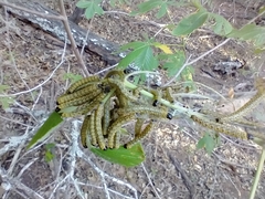 Archips rileyana
