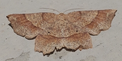 Euchlaena amoenaria
