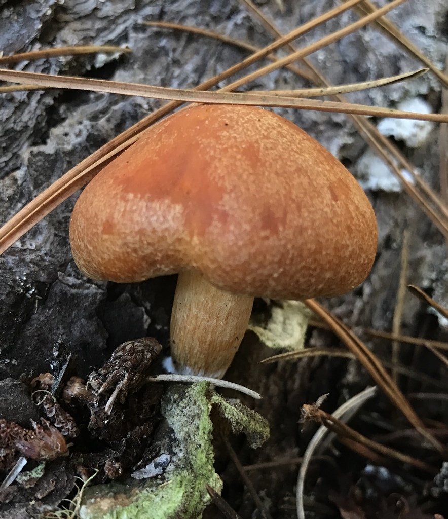 Gymnopilus luteocarneus