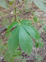 Archips rileyana