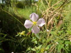 Pterolepis glomerata