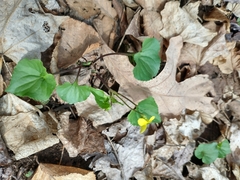 Viola eriocarpa