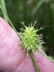 Carex lutea