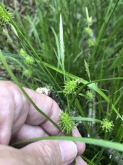 Carex lutea
