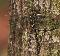 Gomphaeschna antilope