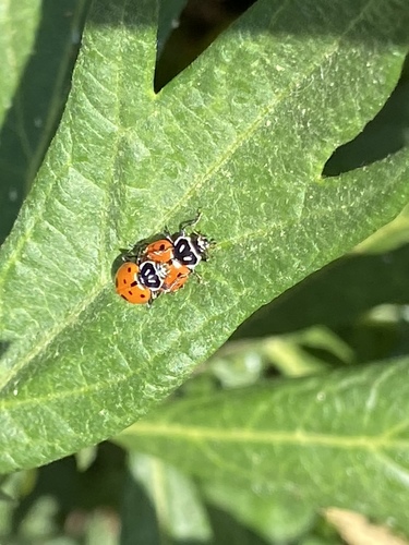 iNaturalist observation photo of Convergent Lady Beetle