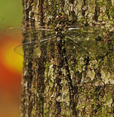 Gomphaeschna antilope