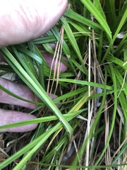 Carex lutea
