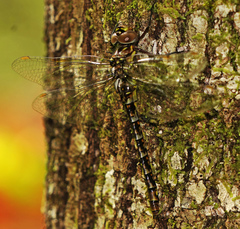 Gomphaeschna antilope