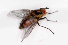 Tachinidae