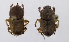 Euoniticellus intermedius