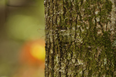 Gomphaeschna antilope