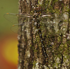Gomphaeschna antilope