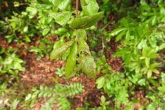 Homoeolabus analis