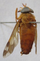 Catachlorops fulmineus ocellatus