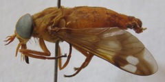 Catachlorops fulmineus ocellatus