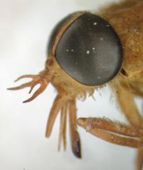 Catachlorops fulmineus ocellatus
