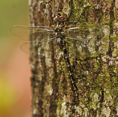 Gomphaeschna antilope