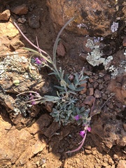 Boechera breweri breweri