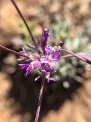 Boechera breweri breweri