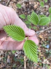 Viburnum carolinianum
