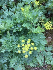 Lomatium californicum