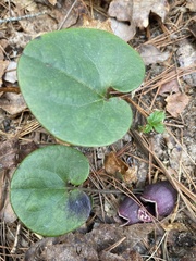 Hexastylis rhombiformis