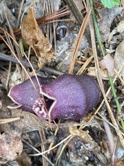 Hexastylis rhombiformis