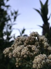 Baccharis latifolia