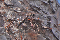 Gomphaeschna furcillata