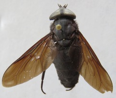 Tabanus erebus